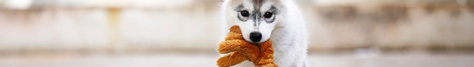 Hundvalp med hundleksak i munnen och en tennisboll bredvid sig