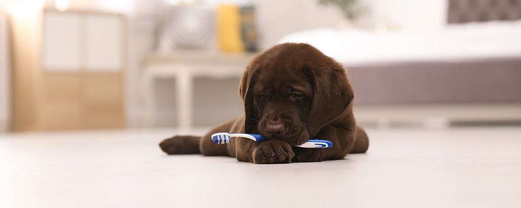 Mörkbrun hundvalp ligger på golvet med en blå tandborste i munnen