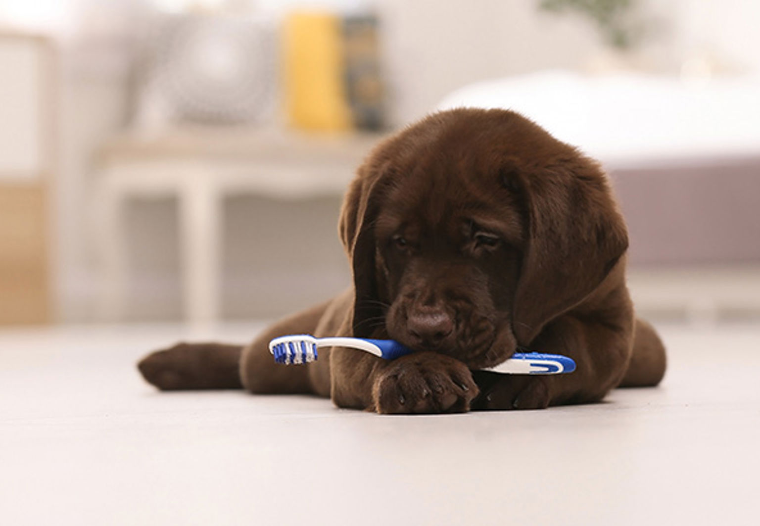 Mörkbrun hundvalp ligger på golvet med en blå tandborste i munnen