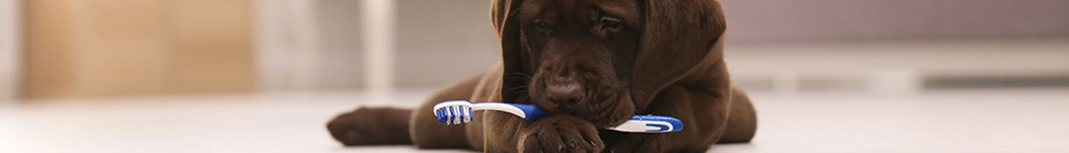 Mörkbrun hundvalp ligger på golvet med en blå tandborste i munnen