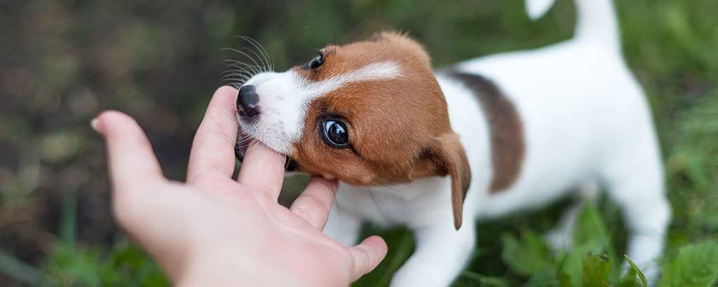 liten valp jack russel nafsar på en hand
