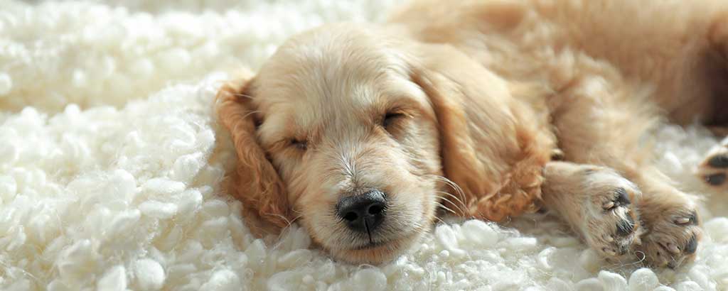 söt liten fluffig valp cockerpoo ligger och sover