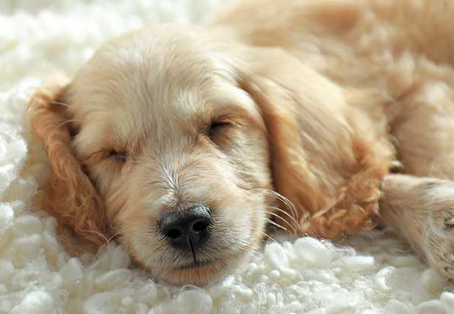 söt liten fluffig valp cockerpoo ligger och sover