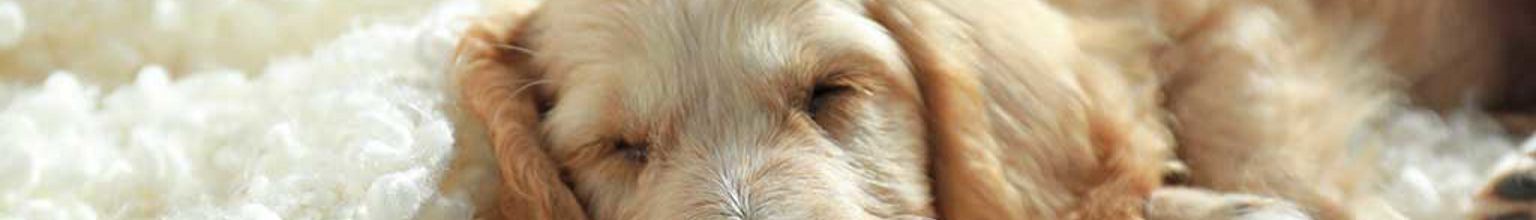 söt liten fluffig valp cockerpoo ligger och sover