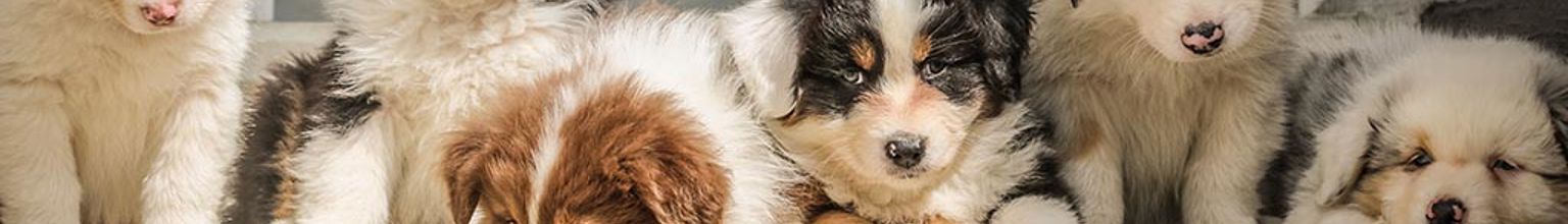 Sju söta hundvalpar sitter utanför en port