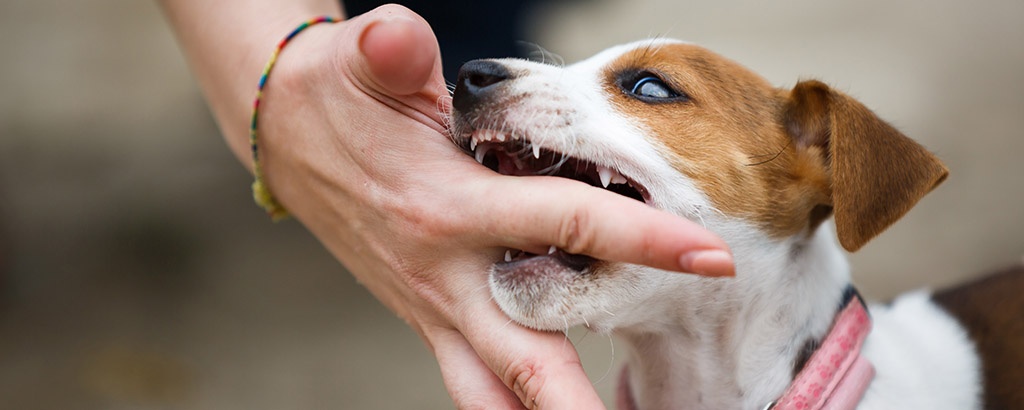 Liten hundvalp som biter en person i fingret