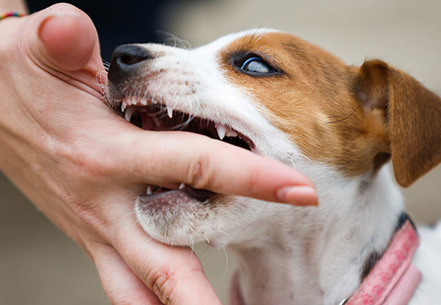 Liten hundvalp som biter en person i fingret