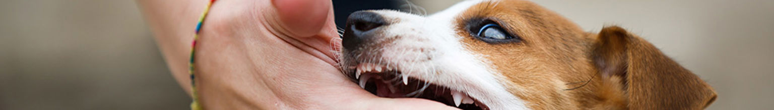 Liten hundvalp som biter en person i fingret