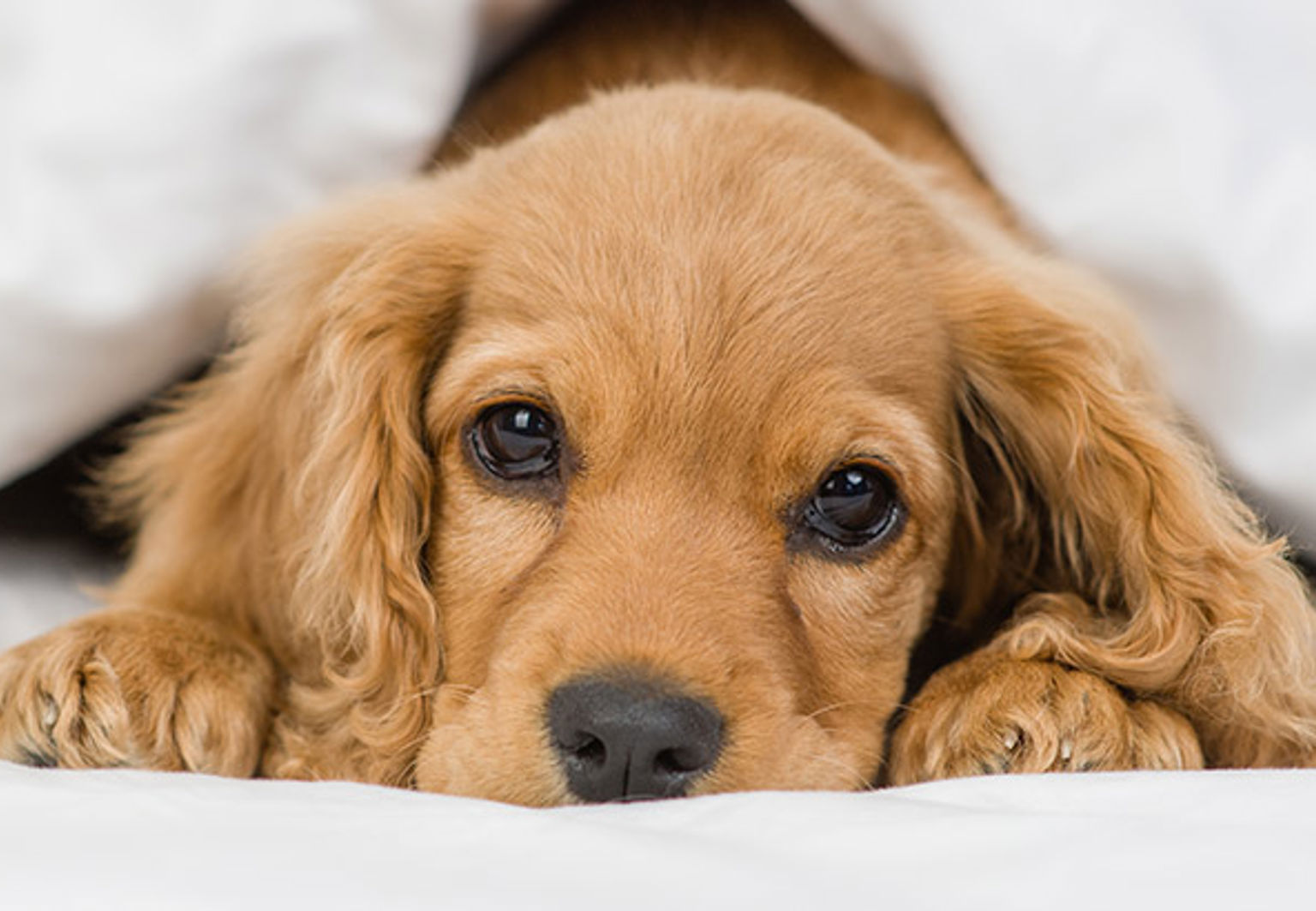 Ljusbrun hundvalp ligger i en säng med vita lakan