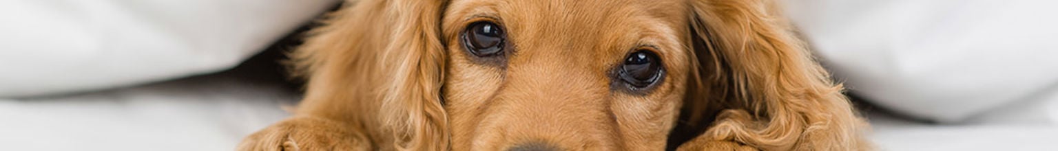 Ljusbrun hundvalp ligger i en säng med vita lakan