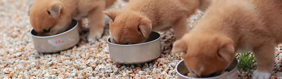 Tre hundvalpar på rad som äter valpfoder ur sina matskålar