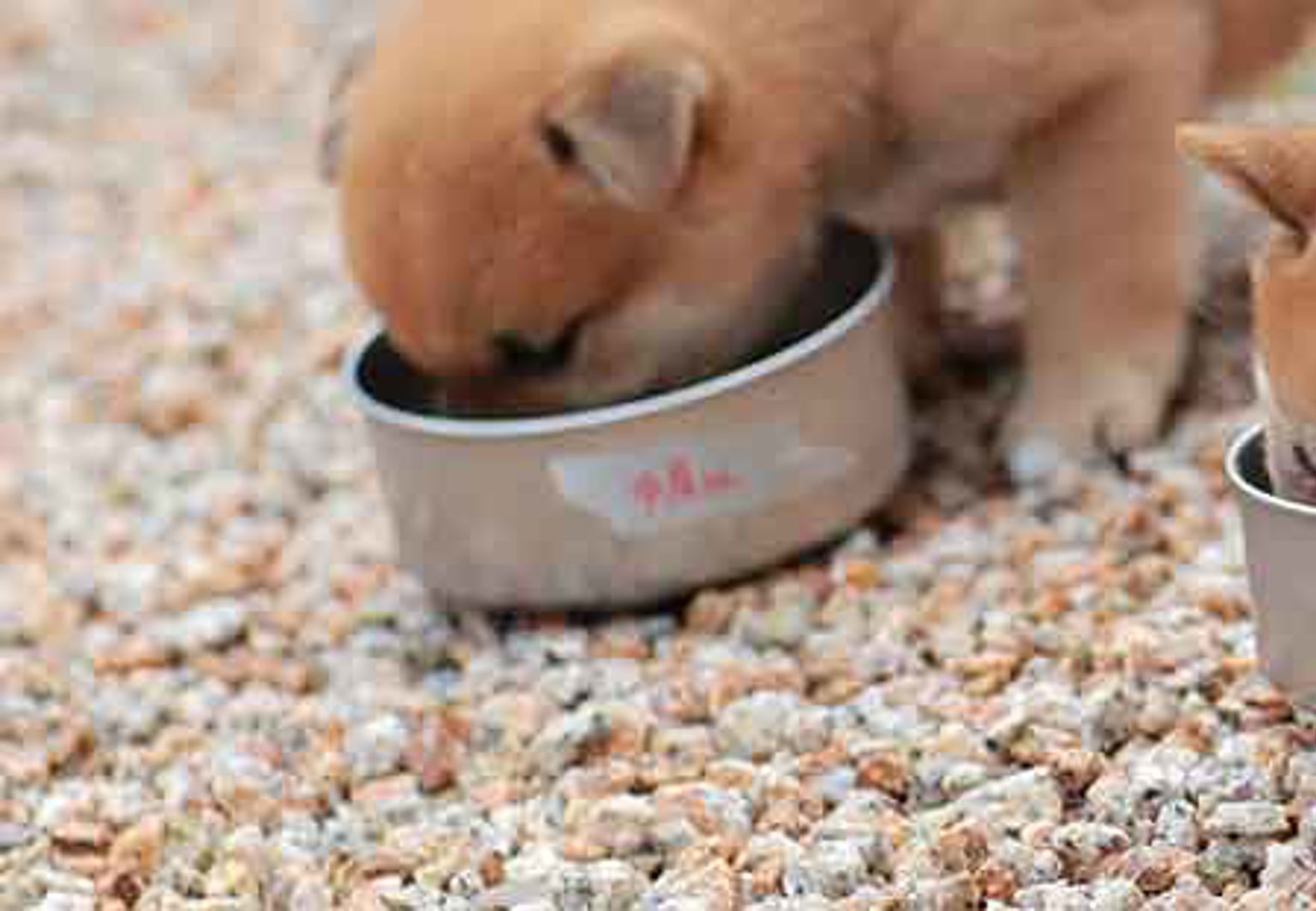 Tre hundvalpar på rad som äter valpfoder ur sina matskålar