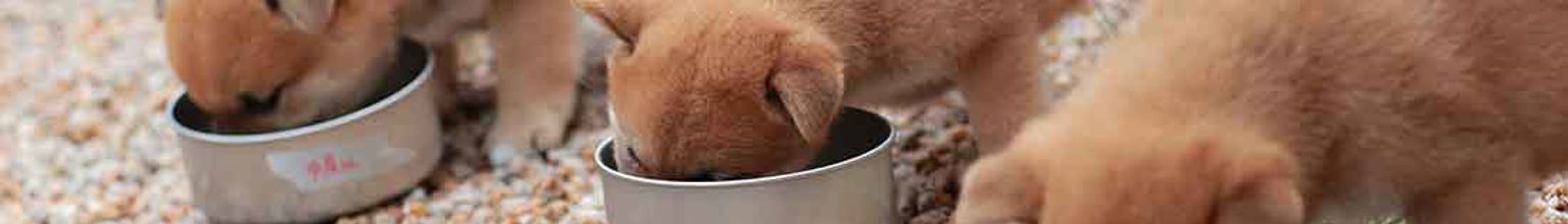 Tre hundvalpar på rad som äter valpfoder ur sina matskålar