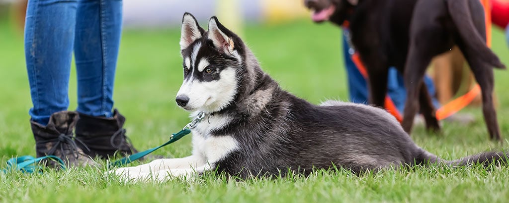 Hundvalp ligger i gräset bredvid sin ägare och vilar sig under valpkurs