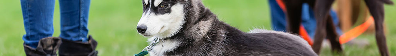 Hundvalp ligger i gräset bredvid sin ägare och vilar sig under valpkurs