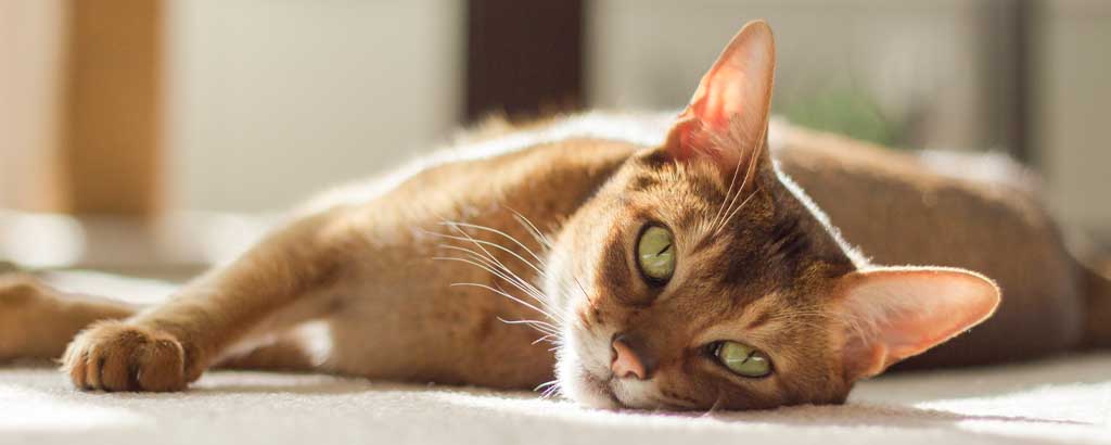 närbild på en abessinier som ligger på golvet