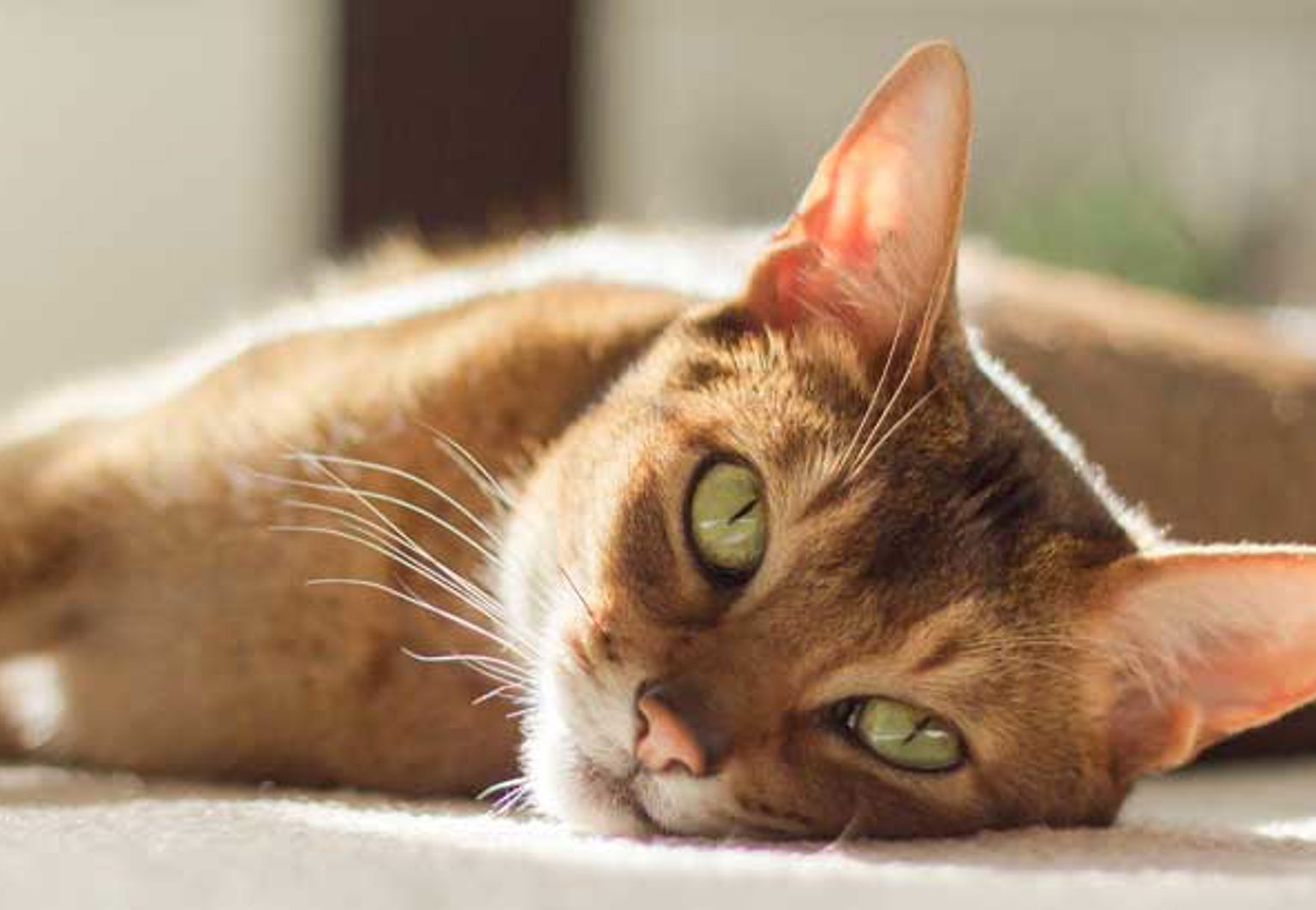 närbild på en abessinier som ligger på golvet