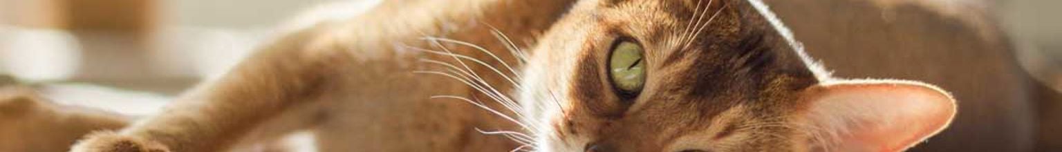 närbild på en abessinier som ligger på golvet