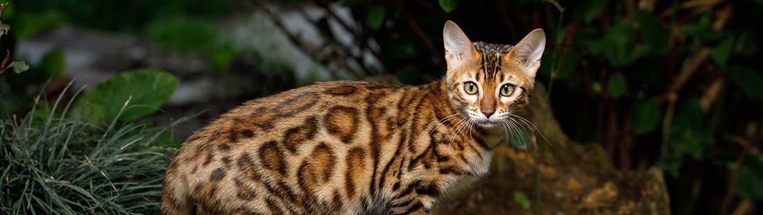 Leopardmönstrad katt i skogen