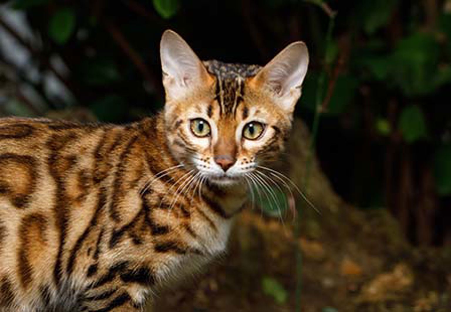 Leopardmönstrad katt i skogen