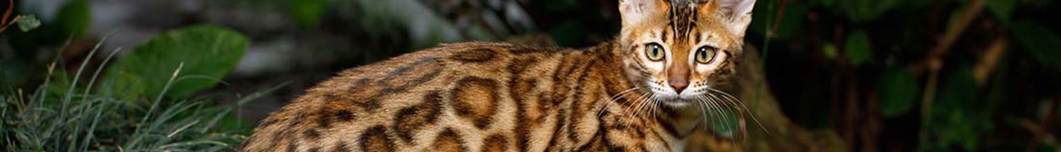 Leopardmönstrad katt i skogen