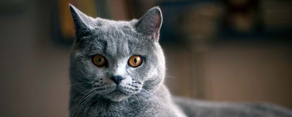 Närbild på en grå katt av rasen brittisk korthår