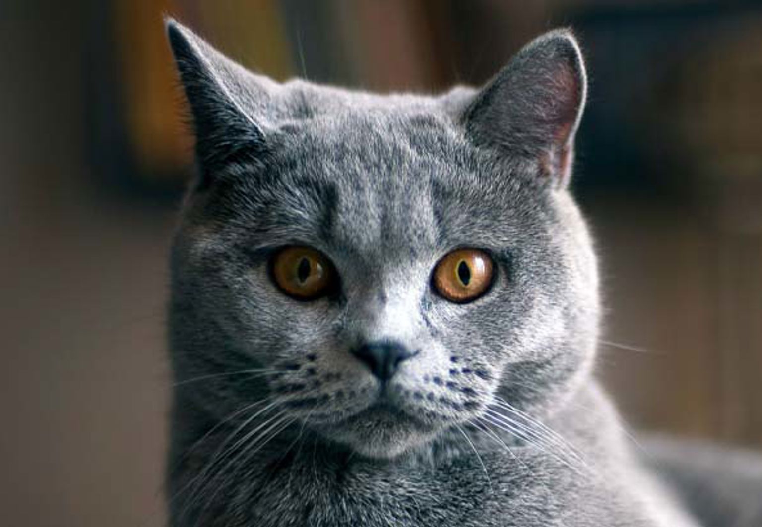 Närbild på en grå katt av rasen brittisk korthår