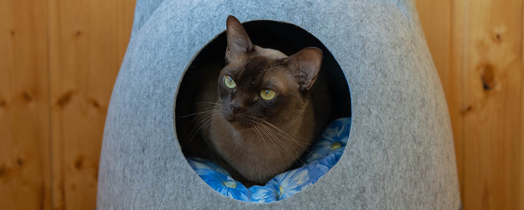 Katt av rasen burma ligger i en kattsäng med cirkelformad titthål