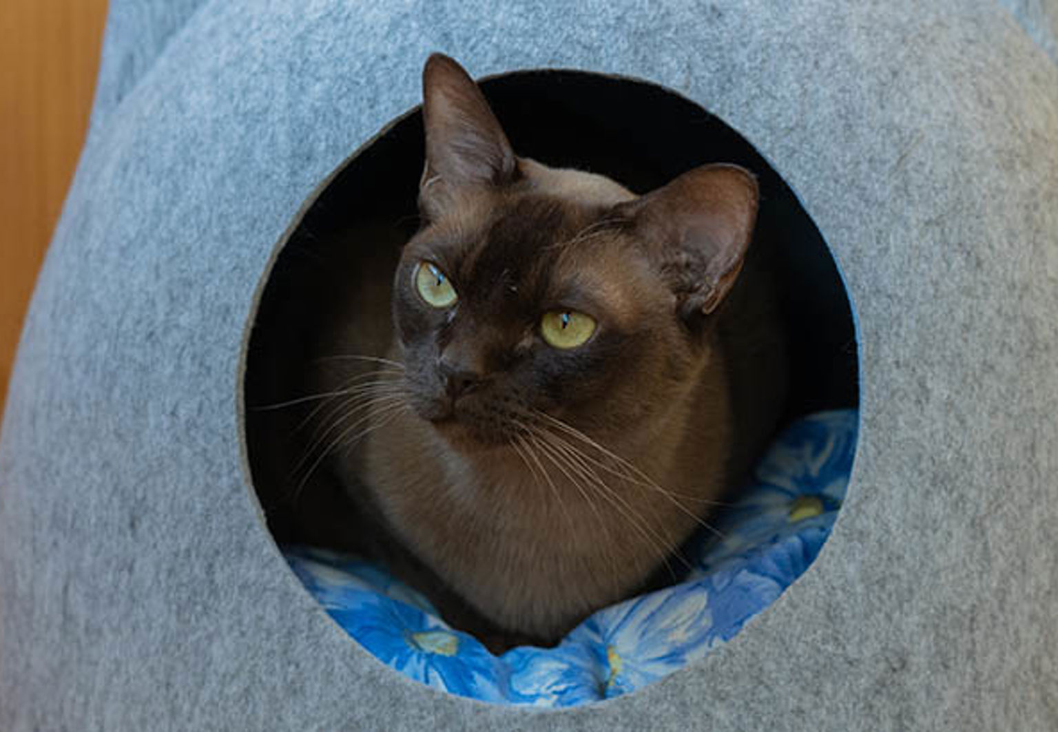 Katt av rasen burma ligger i en kattsäng med cirkelformad titthål