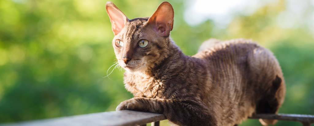 Katt av rasen cornish rex ligger på ett altanräcke på sommaren