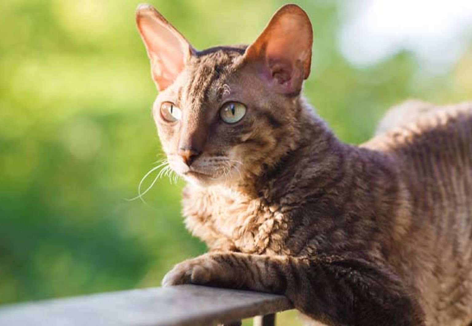 Katt av rasen cornish rex ligger på ett altanräcke på sommaren