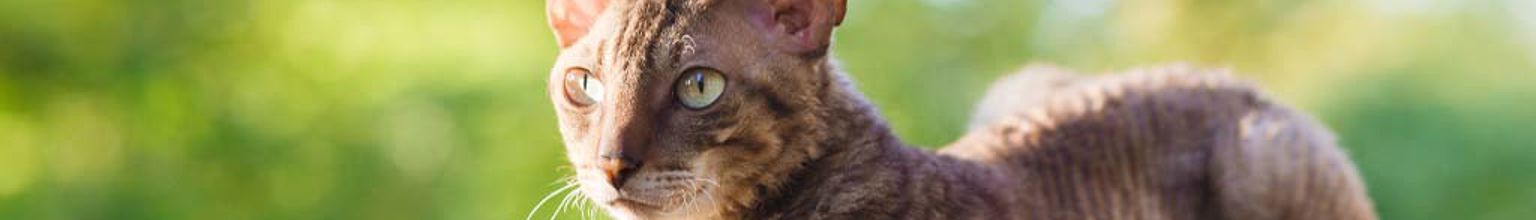 Katt av rasen cornish rex ligger på ett altanräcke på sommaren