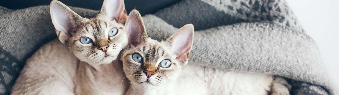 Två katter ligger kind mot kind i soffan