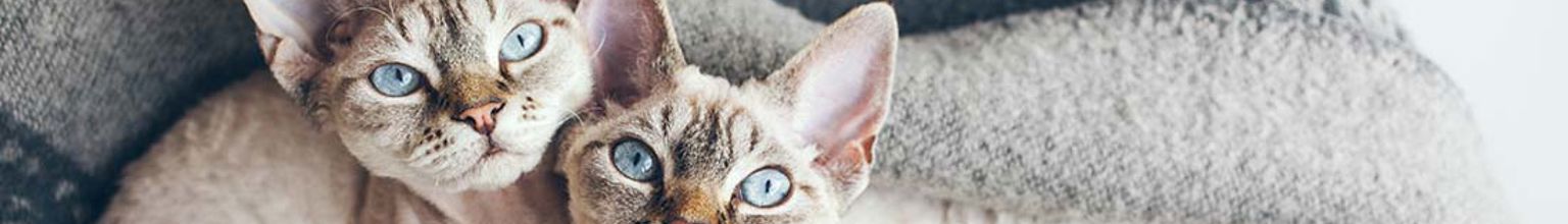 Två katter ligger kind mot kind i soffan