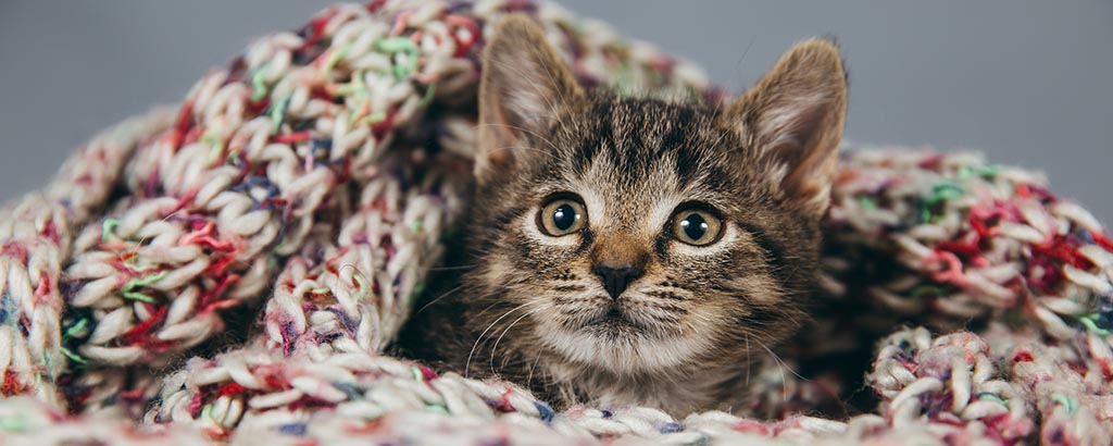 Katt är insvept i en virkad filt