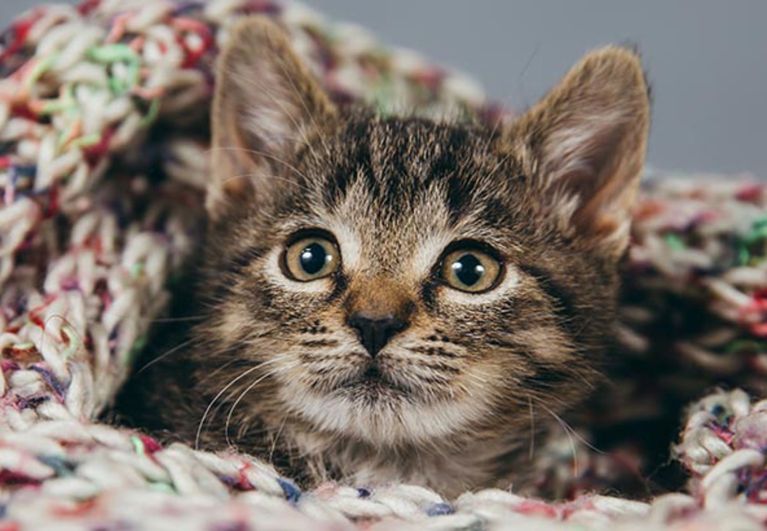 Katt är insvept i en virkad filt