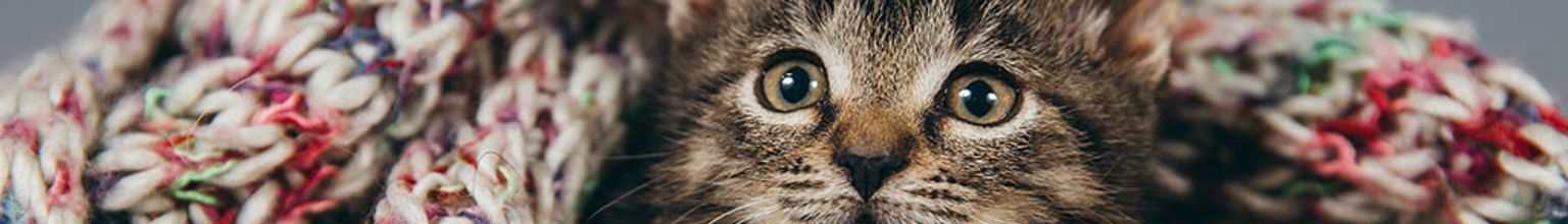 Katt är insvept i en virkad filt