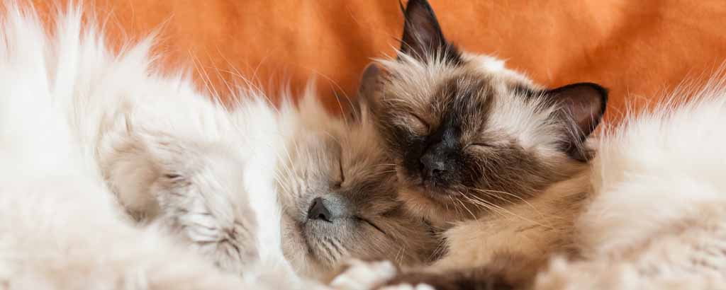 Två katter av rasen helig birma som ligger och myser med slutna ögon