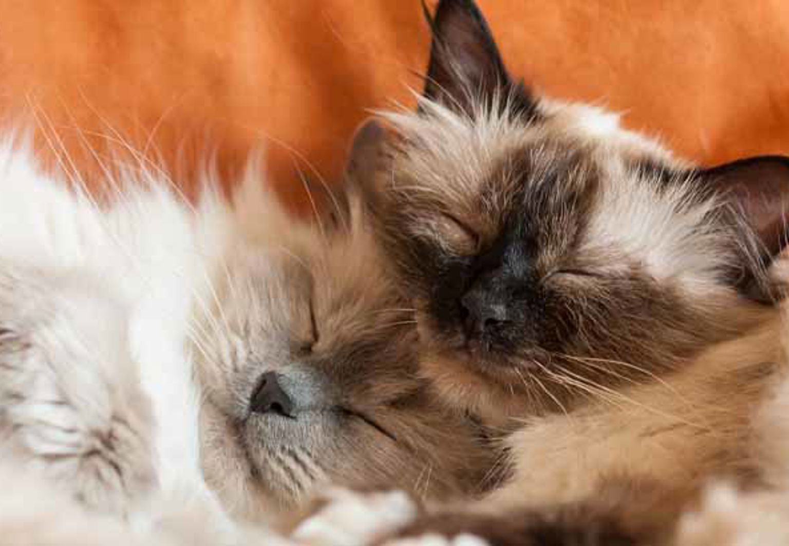 Två katter av rasen helig birma som ligger och myser med slutna ögon