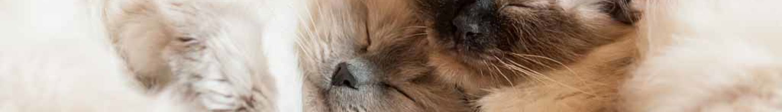 Två katter av rasen helig birma som ligger och myser med slutna ögon