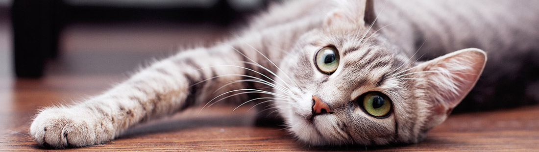 grå katt ligger på ett golv