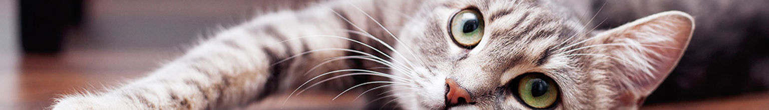 grå katt ligger på ett golv