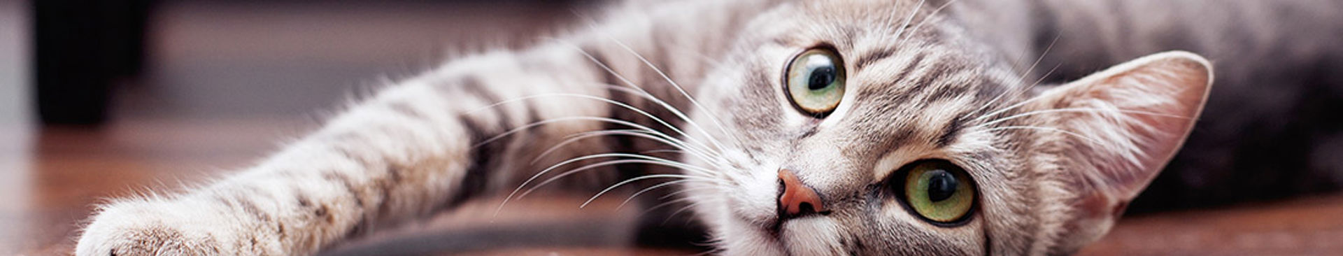 grå katt ligger på ett golv