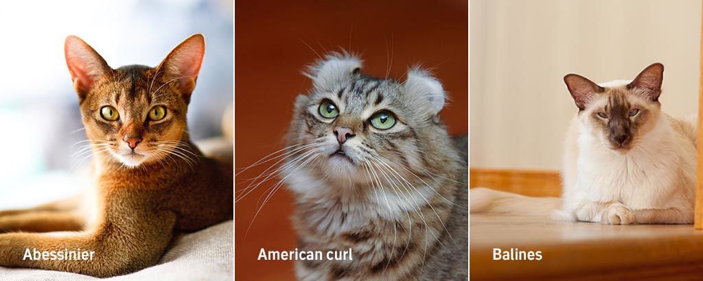 bild på kattraserna abessinier, american curl och balines