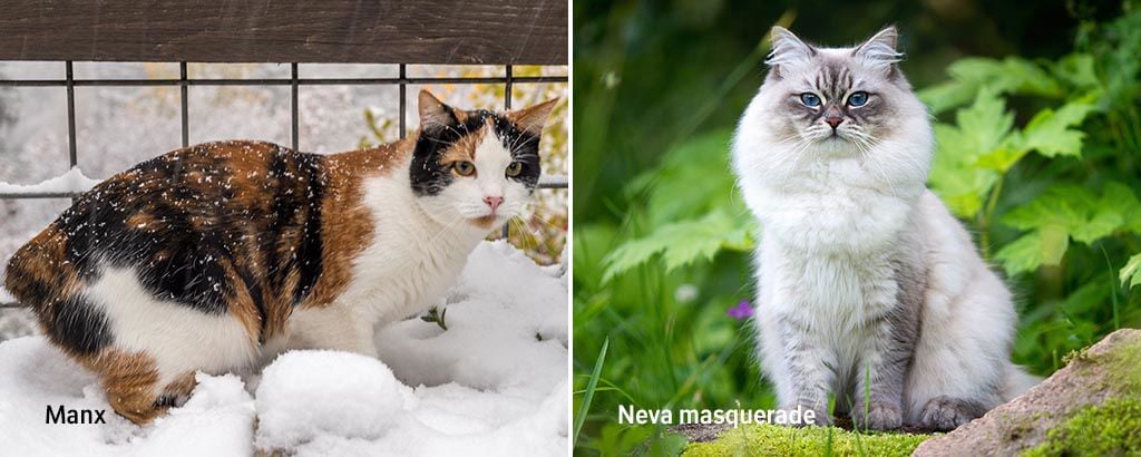 bild på kattraserna manx och neva masquerade