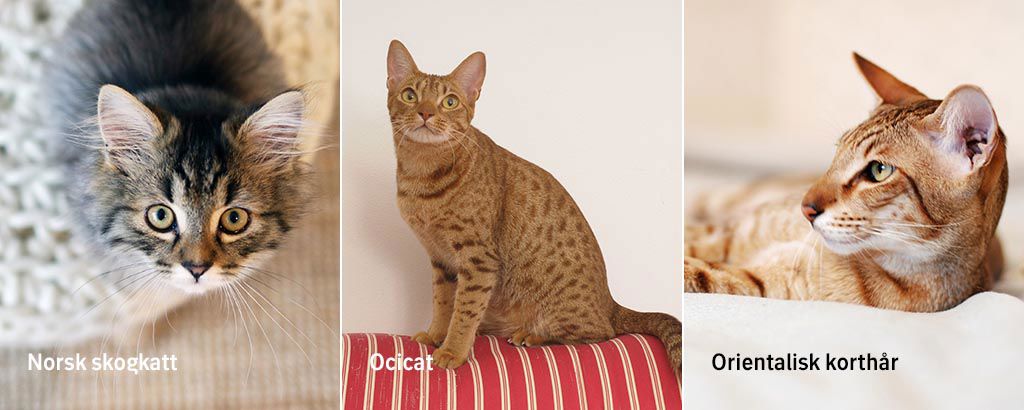 bild på kattraserna norsk skogkatt, ocicat och orientalisk korthår