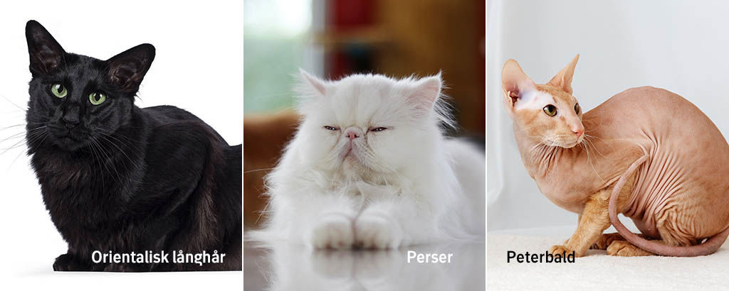 bild på kattraserna orientalisk långhår, perser och peterbald
