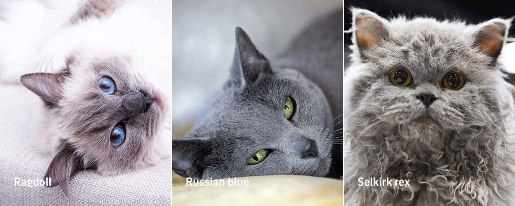 bild på kattraserna ragdoll. russian blue och selkirk rex