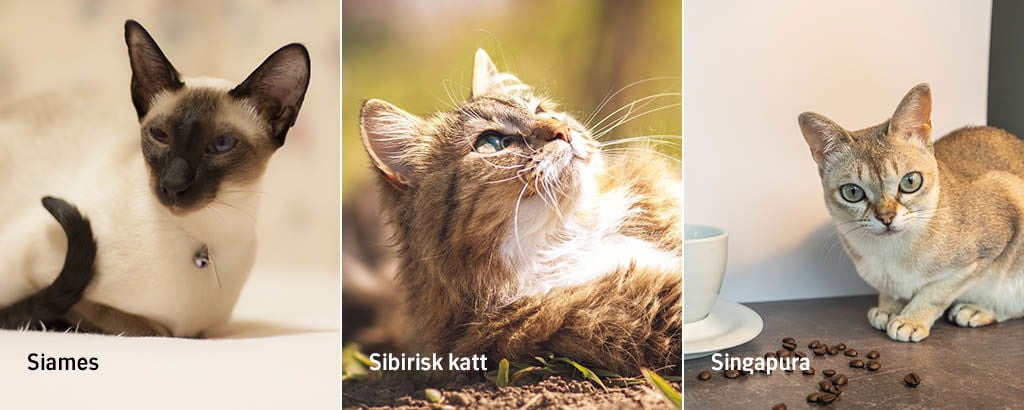 bild på kattraserna siames, sibirisk katt och singapura