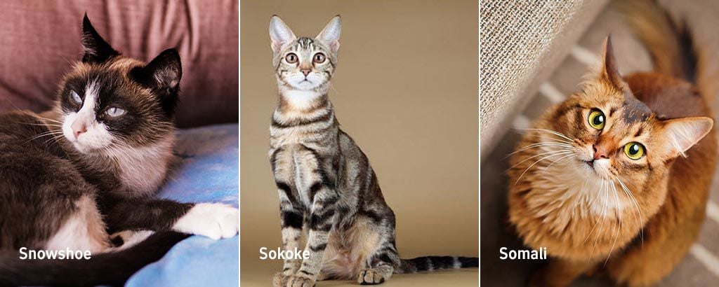 bild på kattraserna snowshoe, sokoke och somali